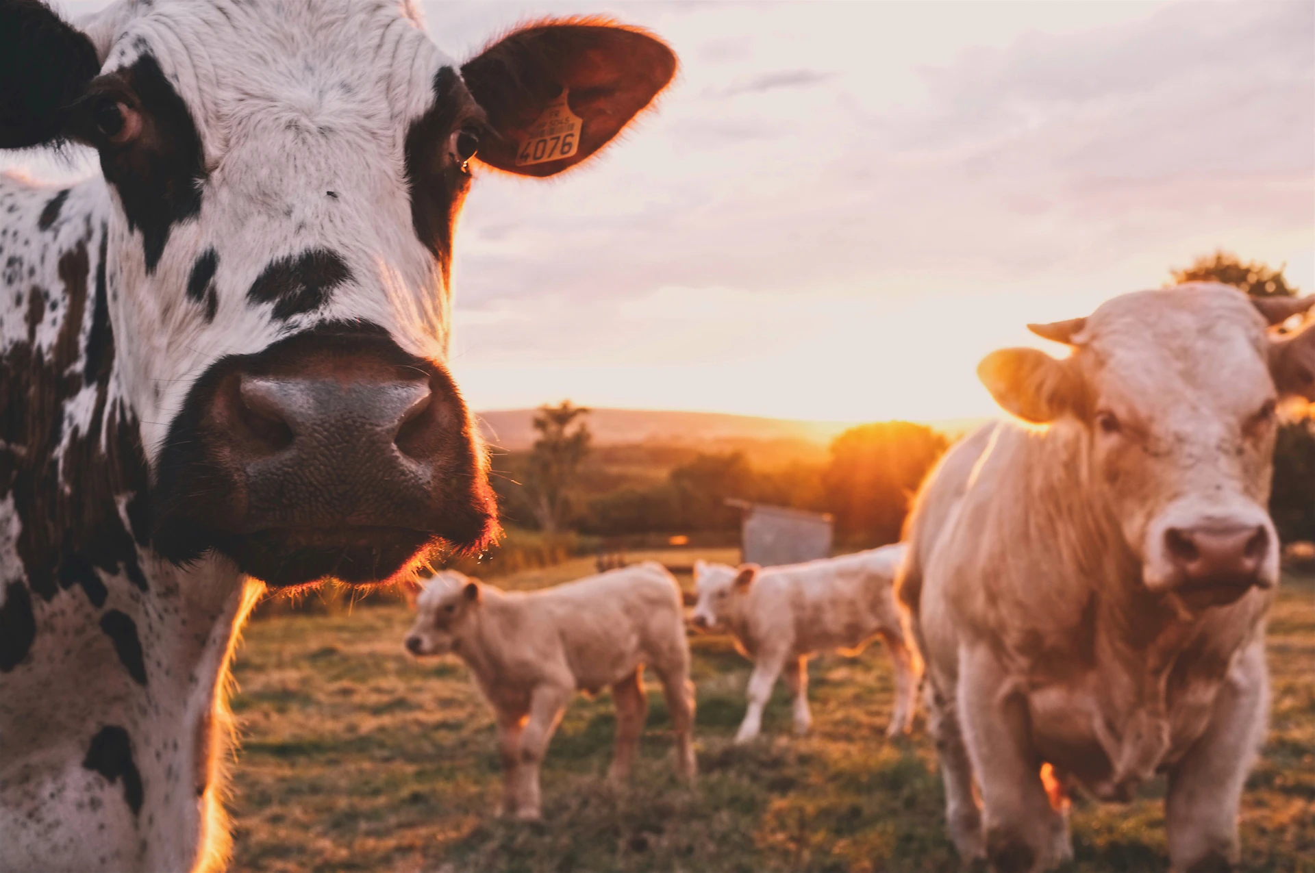 Dublin Organic Farming SEO services - expert search engine optimization by Adfix Agency adfixagency.com