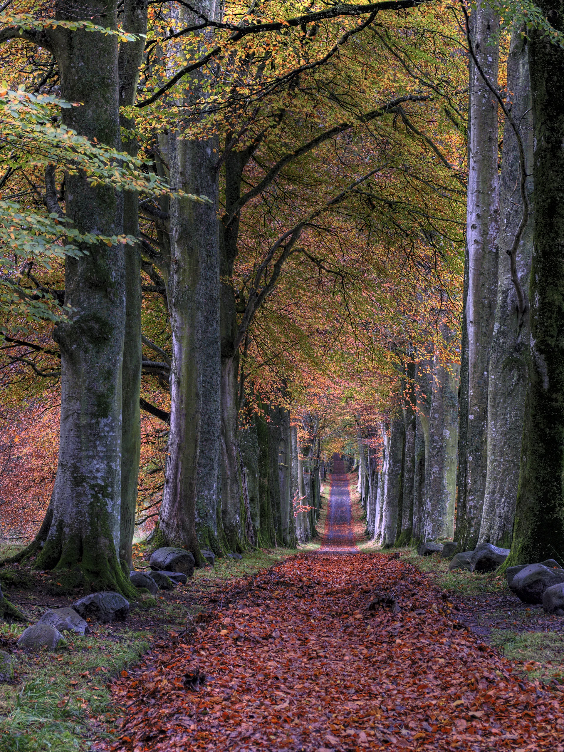 Basildon Tree Trimming & Pruning SEO services - expert search engine optimization by Adfix Agency adfixagency.com