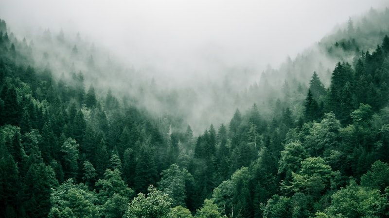 Tree Removal SEO services in Khulna - professional tree removal digital marketing by Adfix Agency