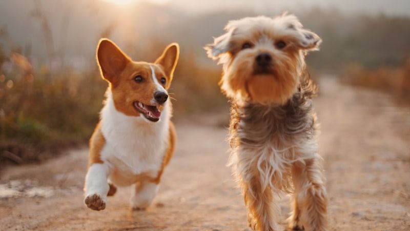 Veterinary Care SEO services in Chattogram - professional veterinary care digital marketing by Adfix Agency