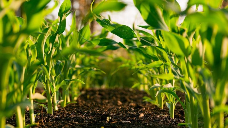 AgriTech SEO services in Bagerhat - professional agritech digital marketing by Adfix Agency