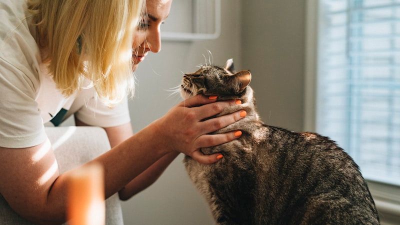 Emergency Veterinarian SEO services in Chattogram - professional emergency veterinarian digital marketing by Adfix Agency